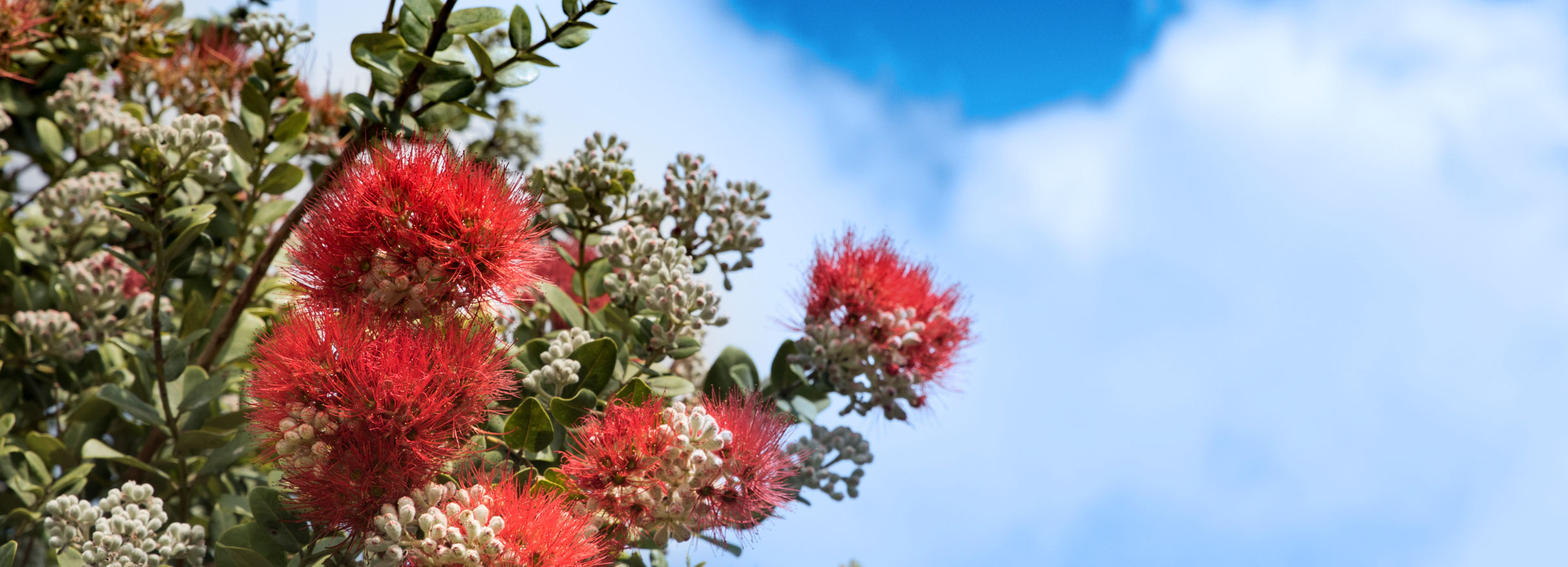 Home - Blue Dragon Bodywork on Hawaii Island